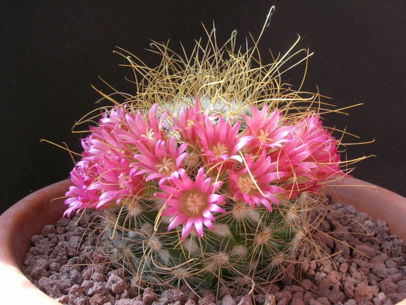 Mammillaria rekoi ssp. leptacantha 