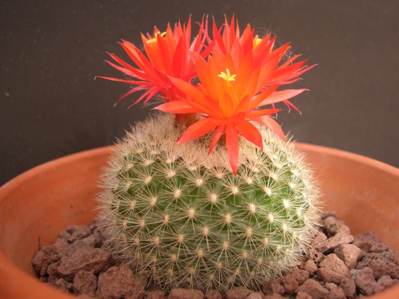 Parodia haselbergii 