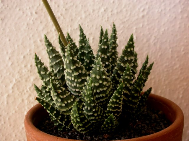 haworthia pumila cv. little circles