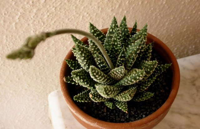 Haworthia pumila cv. little circles 