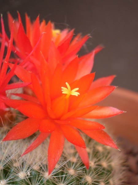 Parodia haselbergii 