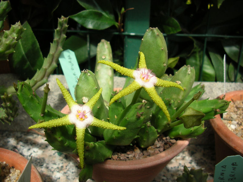 Stapelia flavopurpurea 