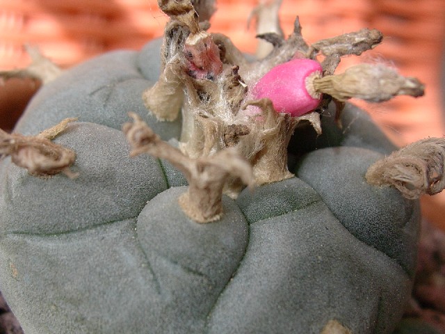 Lophophora williamsii 