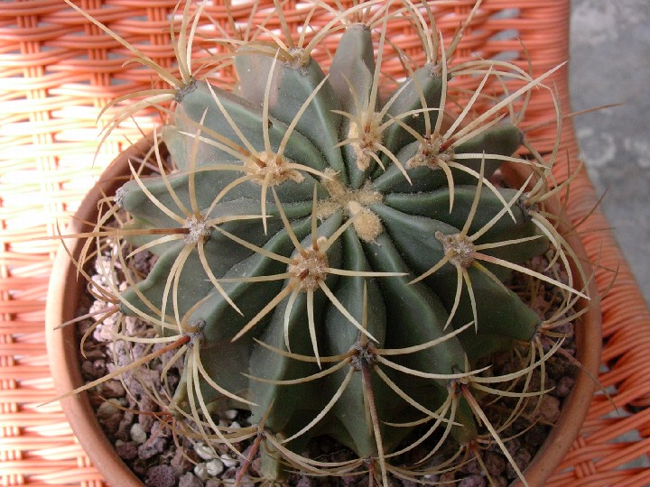 Ferocactus histrix 