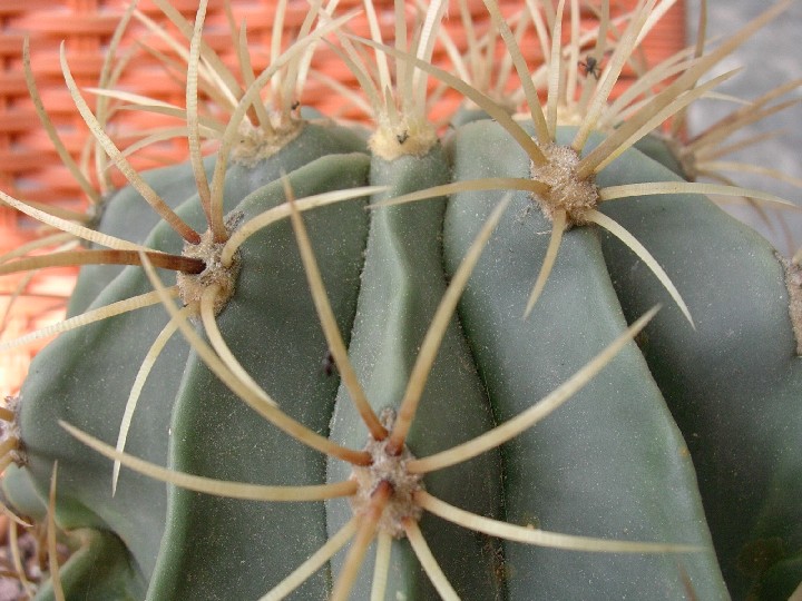 Ferocactus histrix 