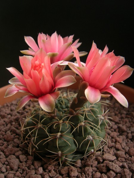 Gymnocalycium baldianum 