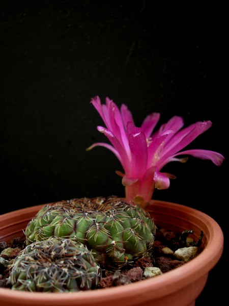 Sulcorebutia pulchra 
