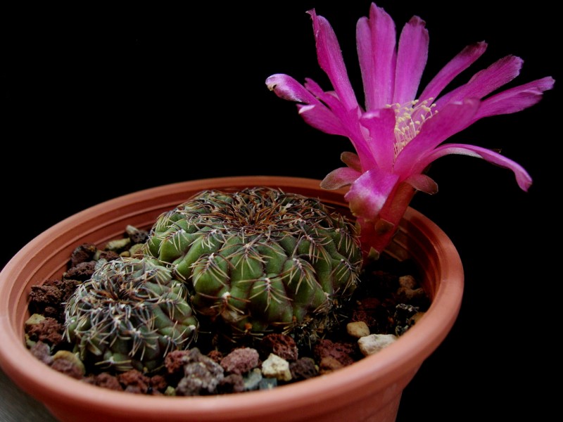 Sulcorebutia pulchra 