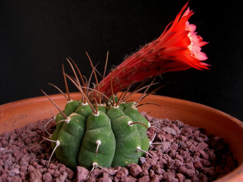 Matucana madisoniorum 