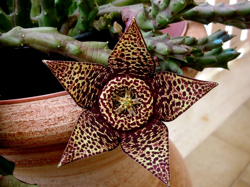 Orbea variegata 