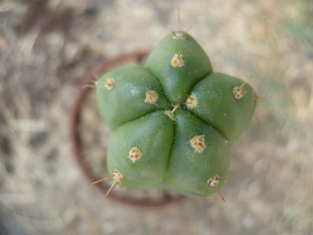 Trichocereus pachanoi 