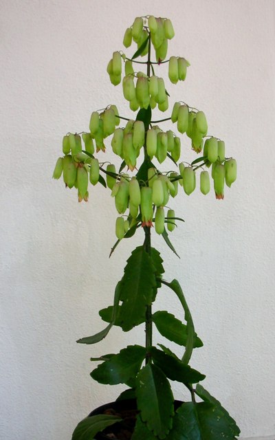 Kalanchoe pinnata 