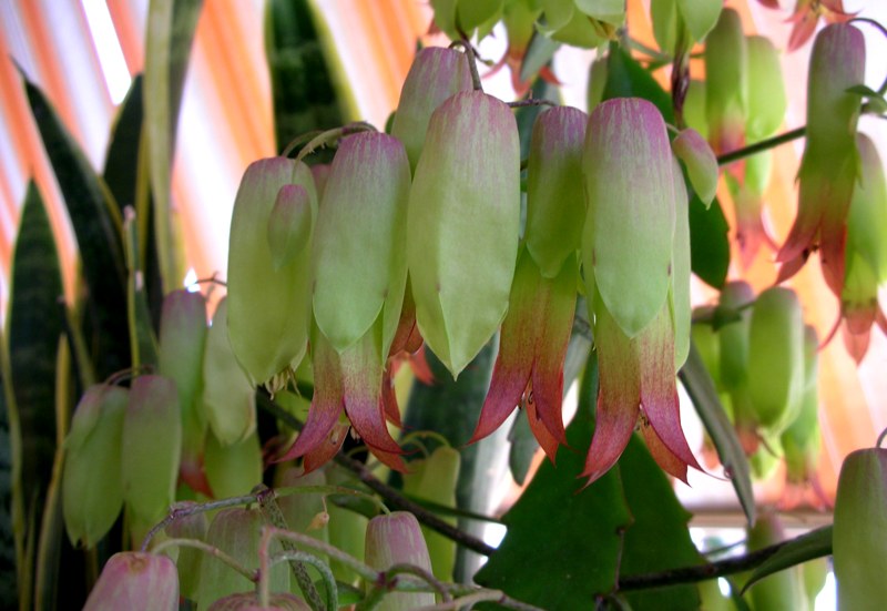 Kalanchoe pinnata 