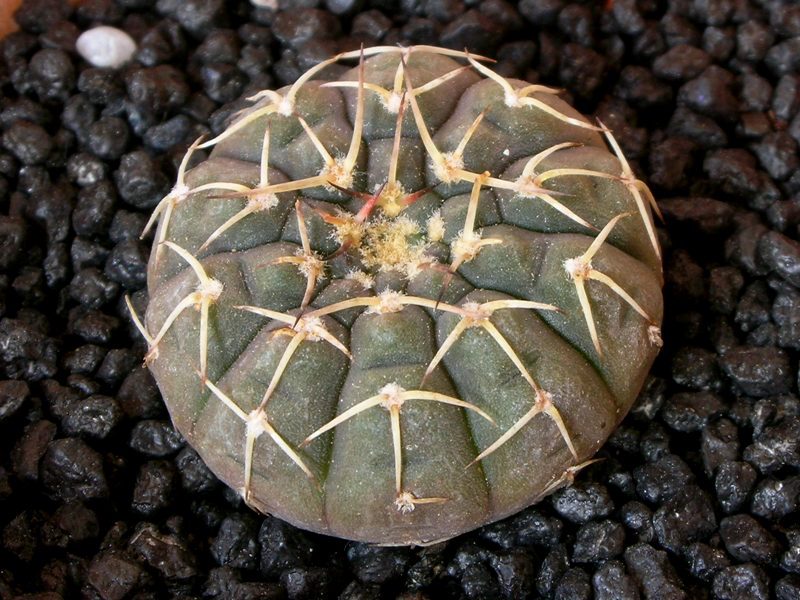 Gymnocalycium asterium 