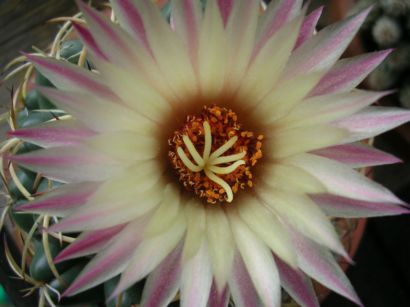 Coryphantha elephantidens 