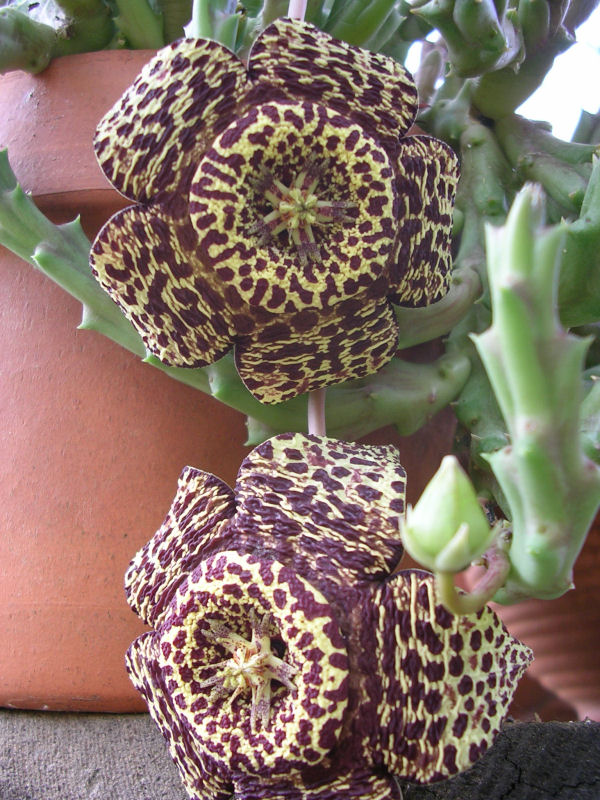 Orbea variegata 
