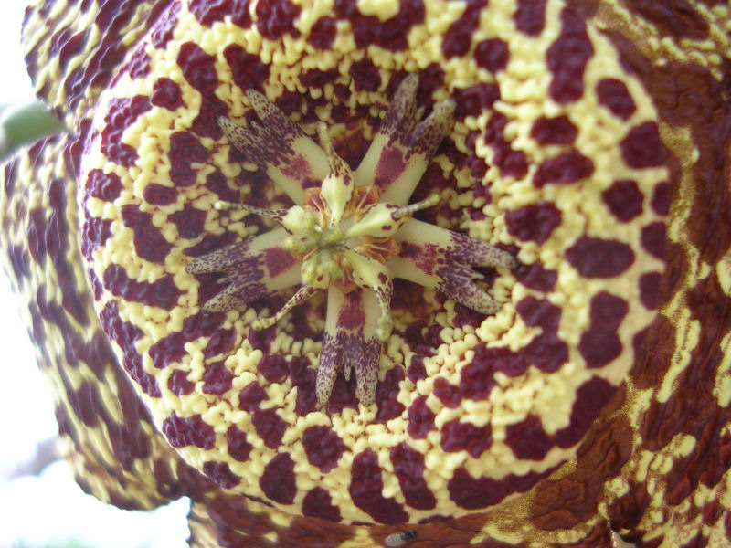 Orbea variegata 
