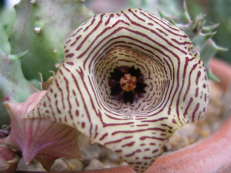 Huernia thuretii 