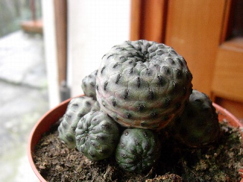 Sulcorebutia rauschii 