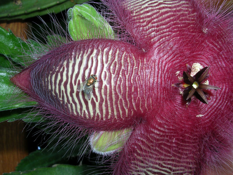 Stapelia hirsuta 