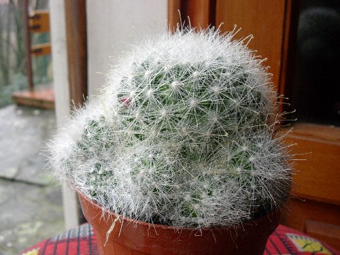 Mammillaria Senilis 