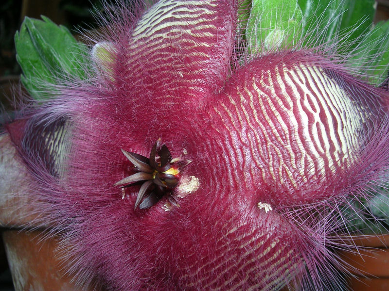 Stapelia hirsuta 