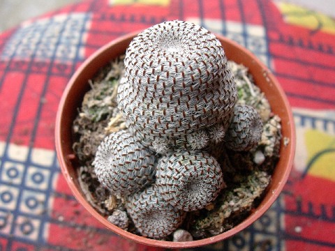 Rebutia Heliosa 