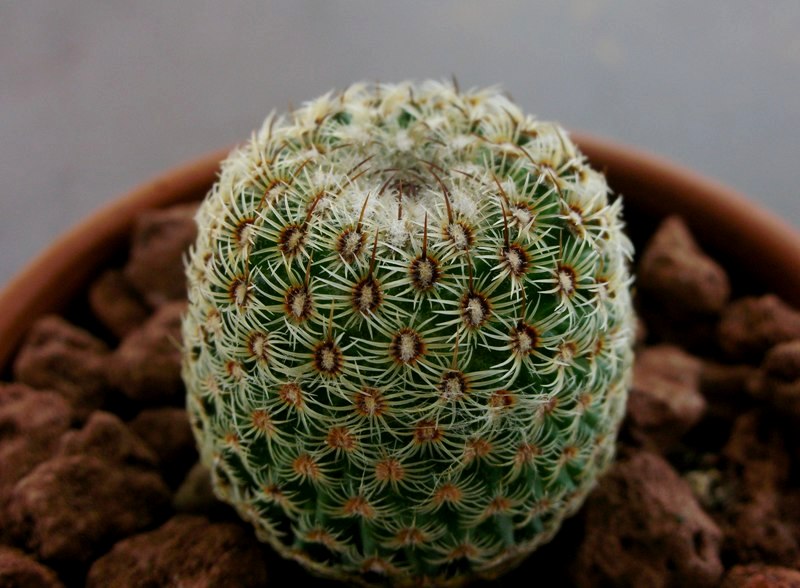 Mammillaria huitzilopochtli 