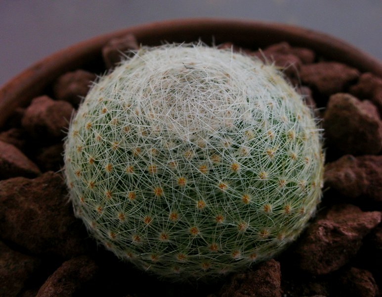 Mammillaria lenta 