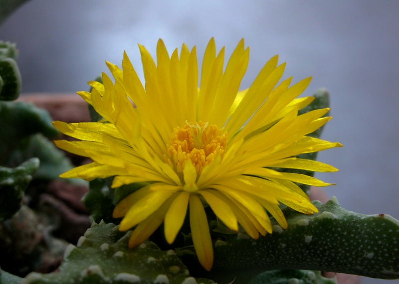 Faucaria tuberculosa 