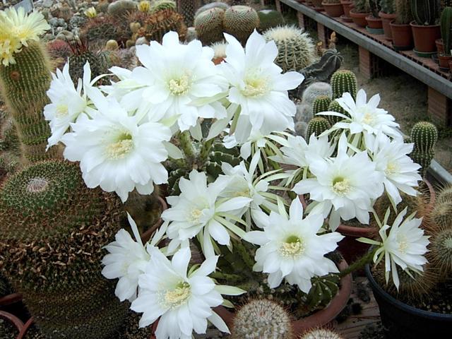 Echinopsis subdenudata 