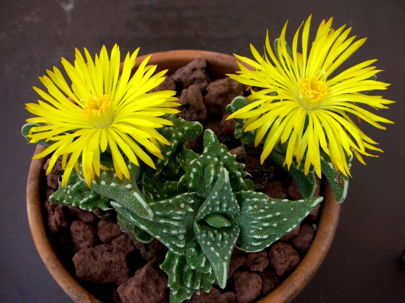 Faucaria tuberculosa 