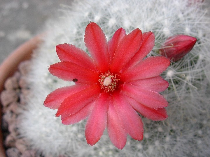 Mammillaria Senilis 