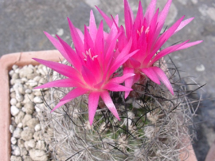 Neoporteria gerocephala 