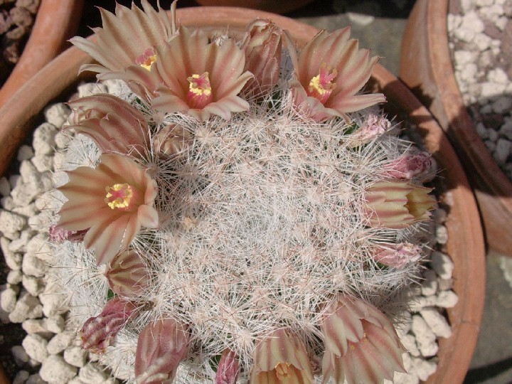 Mammillaria candida 