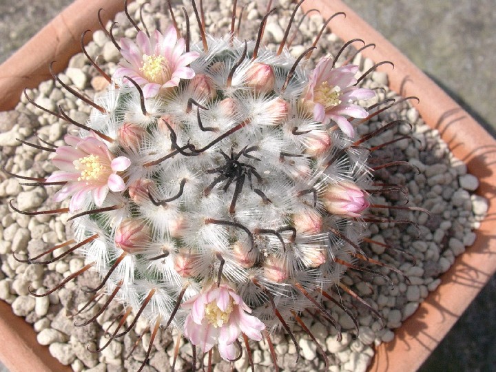 Mammillaria perezdelarosae 