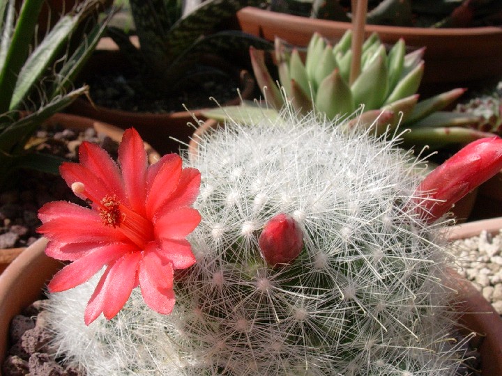 Mammillaria Senilis 