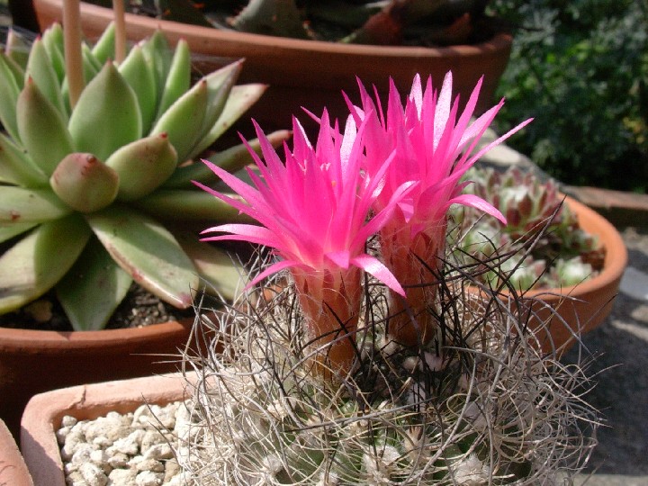 Neoporteria gerocephala 