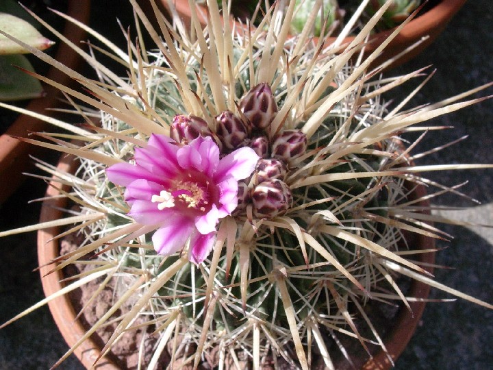 Stenocactus vaupelianus 