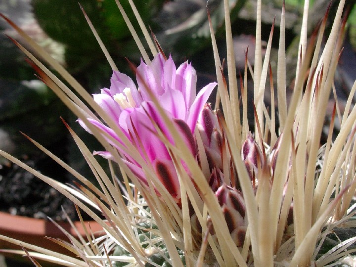 Stenocactus vaupelianus 