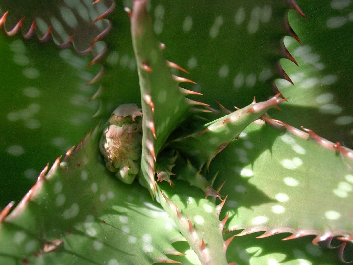 Aloe saponaria 