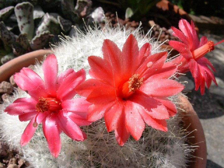 Mammillaria senilis 