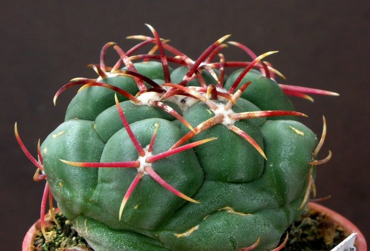 Thelocactus hexaedrophorus 