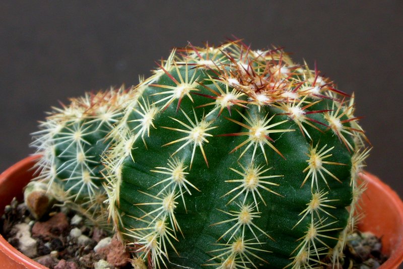 Echinocereus viridiflorus DJF 1673