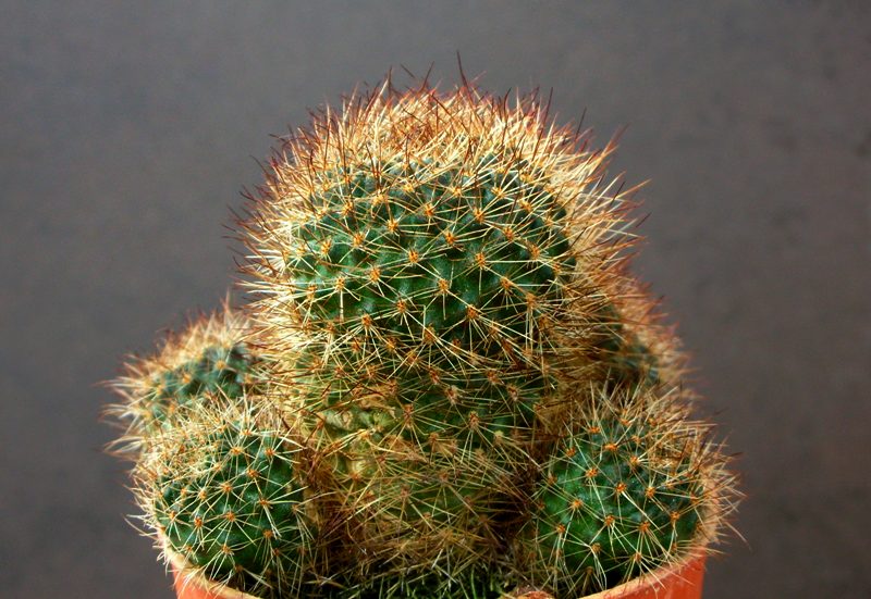 Rebutia fulviseta 