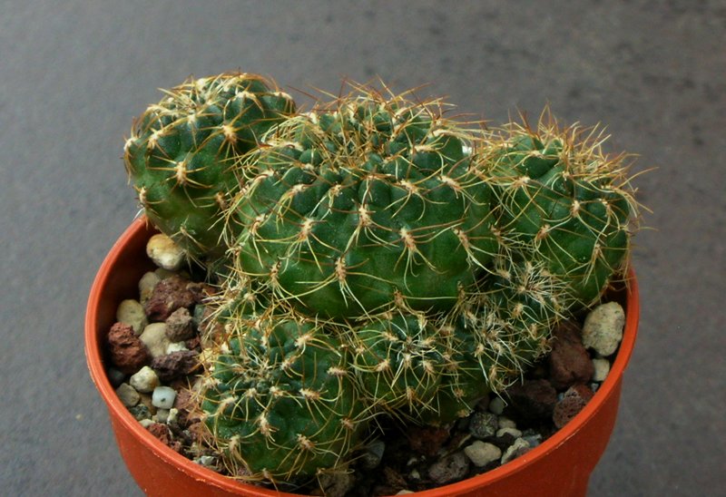 Sulcorebutia torotorensis HS 221