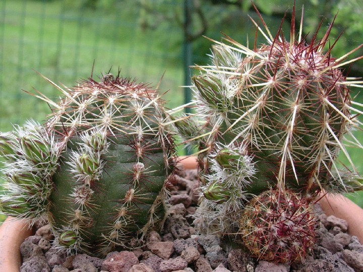 Echinocereus  viridiflorus 