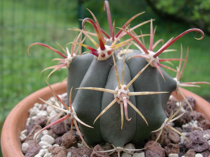 Ferocactus emoryi 