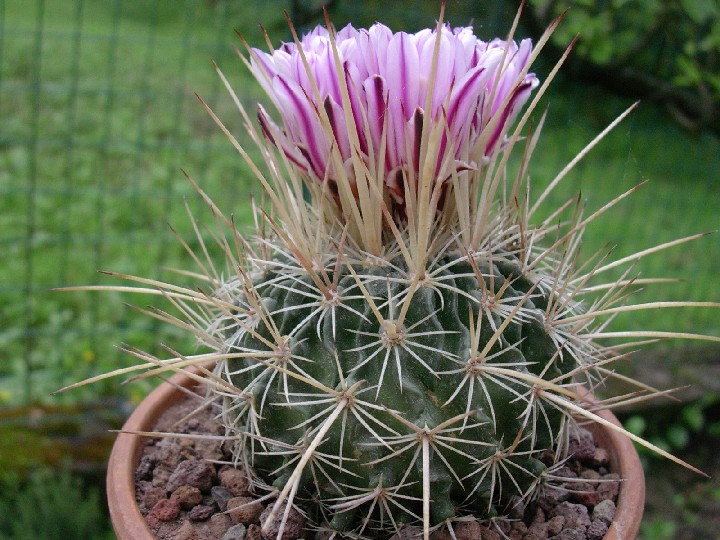 Stenocactus vaupelianus 