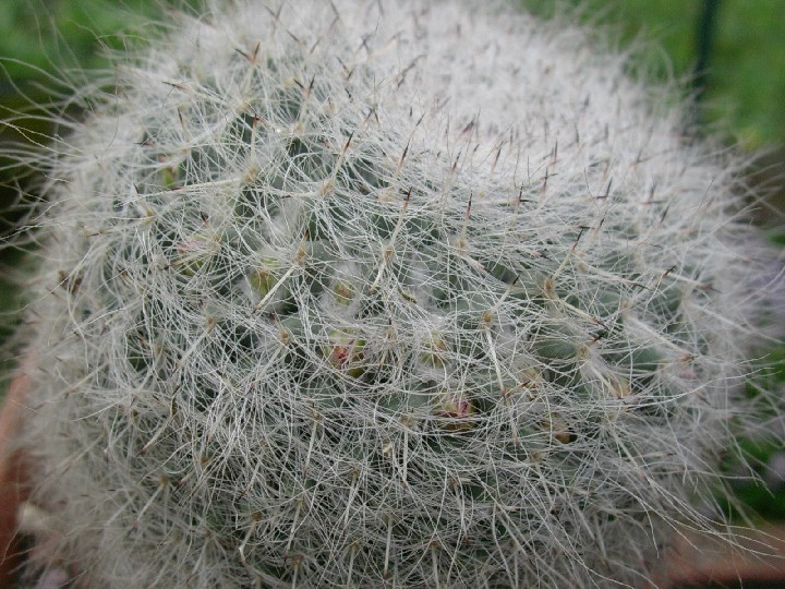 Mammillaria hahniana 